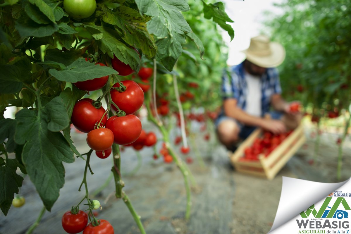 WebASIG's tweet image. Cum începi un business în agricultură? 
Găsești spațiul potrivit, stabilești produsele și închiei o Asigurare Agricolă.
Contactează-ne să asigurăm împreună succesul afacerii tale agricole.
(📞 0756-52 52 52 / 💻 Web-ASIG.ro)

#WebASIG #Cluj #AsigurariAgricole
