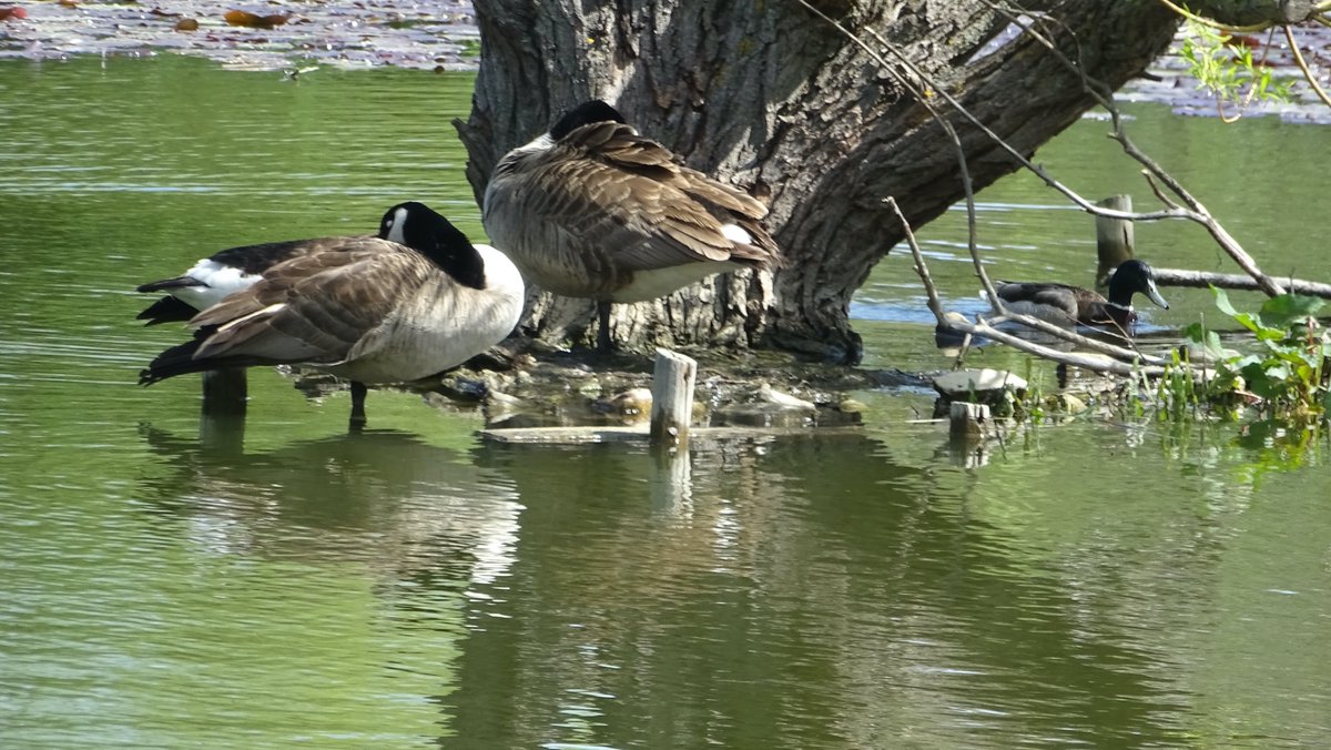 ian_hulf's tweet photo. Mr Goose you’re not welcome here, So push of do you hear! This is my stretch of water dude, And right now it’s you I don’t include! #IansView #OriginalImage #Coots #ShoeburyPark #FrontlineWorkersCare (128) https://t.co/lmcr6ejG9h