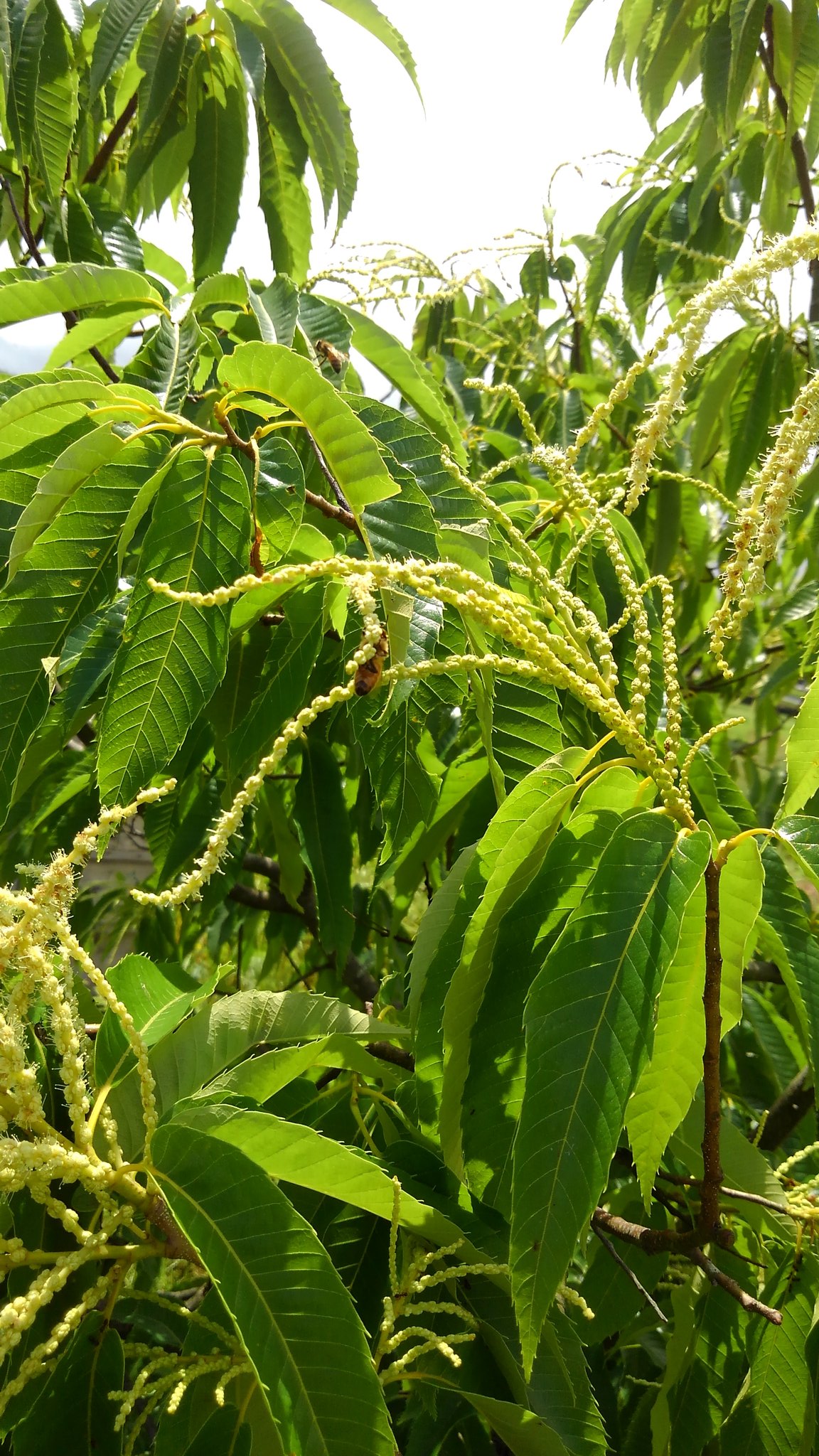 公式 杉養蜂園 Sugi Bee Garden 養蜂部のつぶやき 熊本市菊鹿町の蜂場に栗の花が 咲き始めました 独特な香りにつられてミツバチ達も 花粉を採りに集まってきます T Co 52ekzaucff 杉養蜂園 ミツバチ はちみつ 栗 花粉 T Co