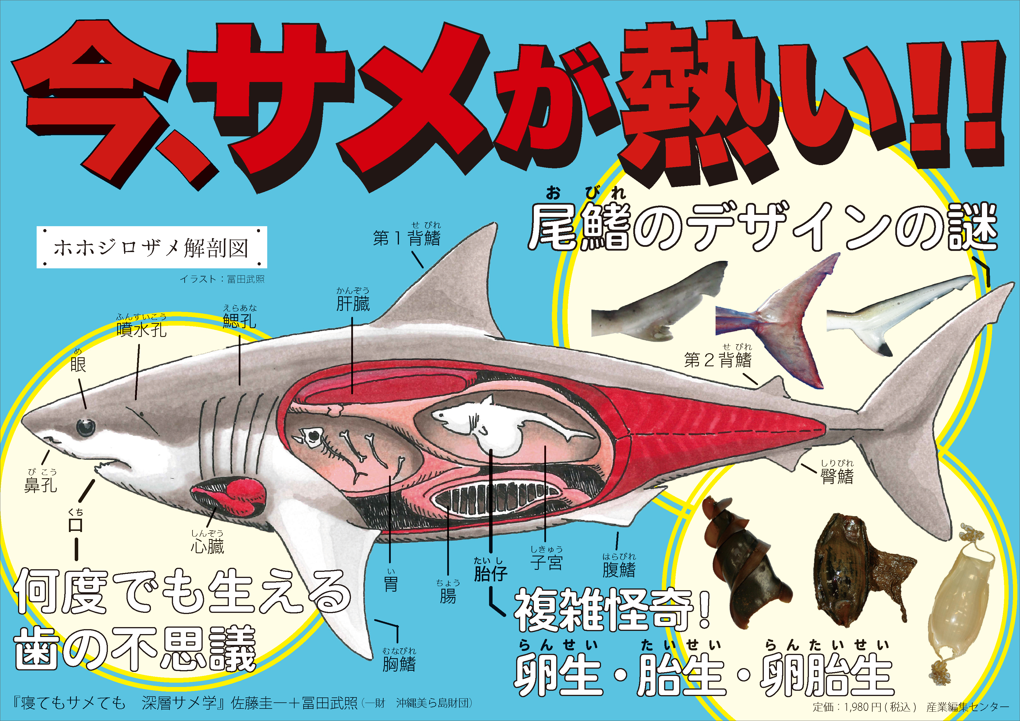 産業編集センター出版部 書店員の皆さまへ 5 21 金 Tbsラジオ 荻上チキ Session で特集された 寝てもサメても 深層サメ学 結構パンチのあるa4パネルをご用意しております 著者で現役研究者の冨田先生によるイラストです お電話 03 5395 6133