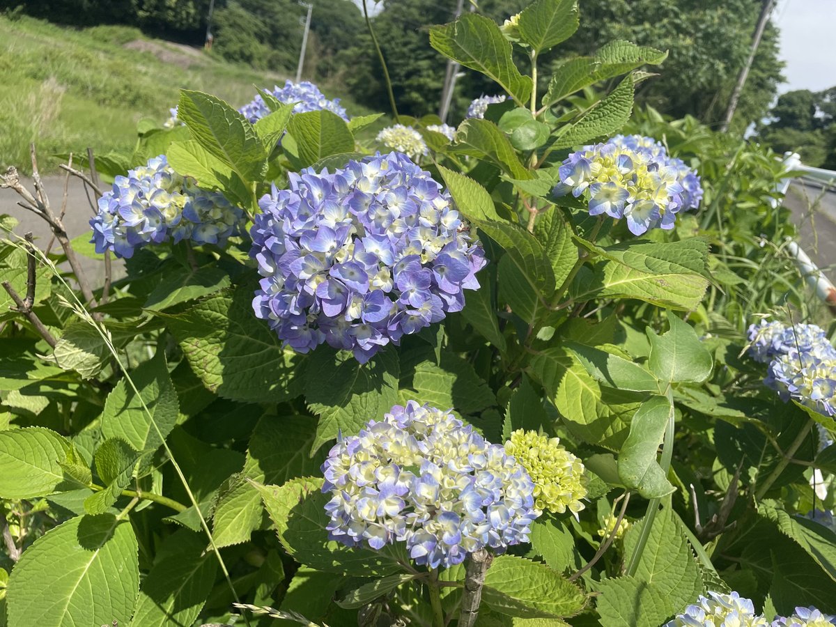 三河 賢文 走る フリーライター 北総病院の近くにある あじさい 通り いつもランニングがてら様子を見ていたけど 少しずつ咲き始めてた これは見頃が楽しみ 梅雨明けが合間にでも 妻と散歩がてら観に行こう 千葉ニュータウン 印西 紫陽花