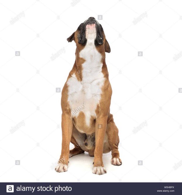 lghostberg's tweet photo. #dogscanlookup https://t.co/Y0m0nNfLMb