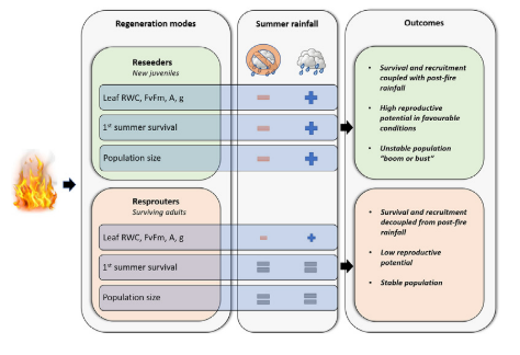 Res Altwegg (@resaltwegg) on Twitter photo Experimental evidence that reseeders and resprouters react quite different to changed rainfall seasonality <a href="/adamgwest/">Adam West</a> <a href="/Plants_PCU_UCT/">Plant Conservation</a> <a href="/BioSciUCT/">Biological Sci UCT</a> <a href="/SEEC_UCT/">SEEC</a> <a href="/UCT_Research/">UCT Research</a> sciencedirect.com/science/articl… another paper from Justin v Blerk's thesis Experimental evidence that reseeders and resprouters react quite different to changed rainfall seasonality <a href="/adamgwest/">Adam West</a> <a href="/Plants_PCU_UCT/">Plant Conservation</a> <a href="/BioSciUCT/">Biological Sci UCT</a> <a href="/SEEC_UCT/">SEEC</a> <a href="/UCT_Research/">UCT Research</a> sciencedirect.com/science/articl… another paper from Justin v Blerk's thesis