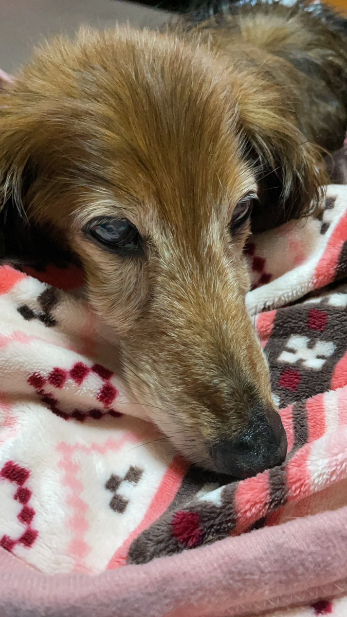 ろっちゃん To Romio Twitter