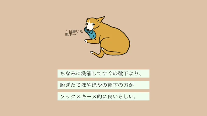 【変な犬図鑑】
No.050 ソックスキーヌ
靴下を見つけると犬が変わった様に凶暴化するあの犬です。 