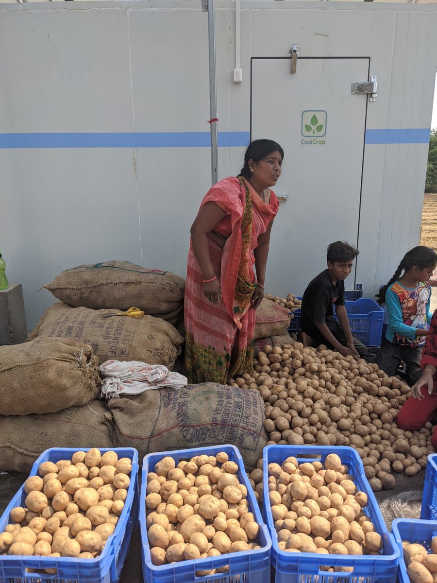 How many potatoes are too many potatoes?⁣🥔
⁣
Headed by Nitaben, this women farmer federation in Gujarat is currently utilizing the new CoolCrop solar cold storage to store potatoes.

<a href="/cinicell/">CInI</a> 

#Coldstorage #Potatos #Potatofarmer #SheFarms #SolarColdStorage