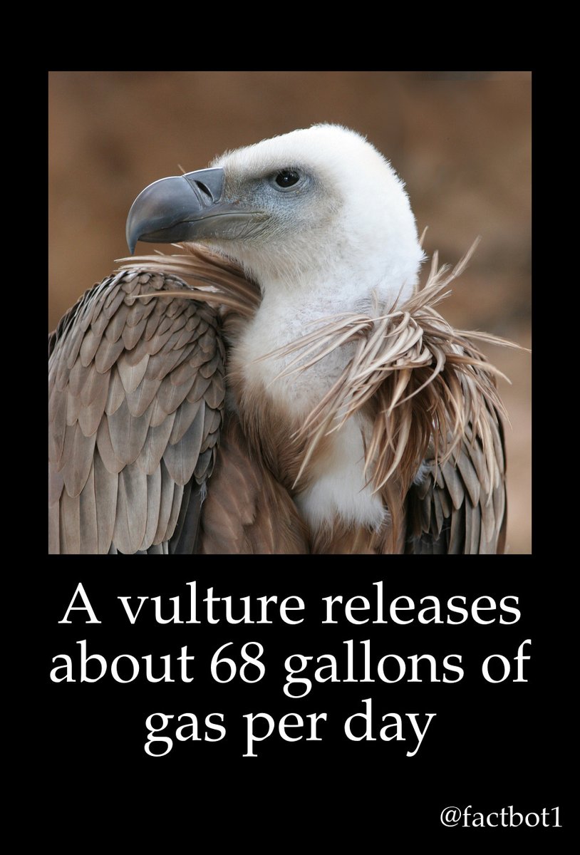 factbot1's tweet photo. #44312 A vulture releases about 68 gallons of gas per day https://t.co/LmXbZPqiXe