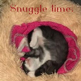 Anytime is good for snuggle time!  💤
#CatsOfTwitter #catsleeping #kittens #snuggletime