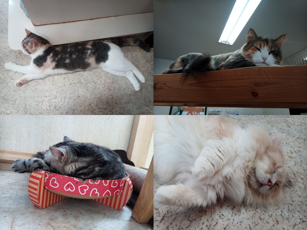 猫同好会 はこぶねこ八王子店に行ってきました T Co Wnn5klni8m 八王子 みなみ野駅の改札を出て左手ビルの2階 猫の譲渡も行っている保護猫カフェです コロナ禍のせいか完全予約 貸し切り制でした モフモフな猫が一番甘えん坊で おやつタイム