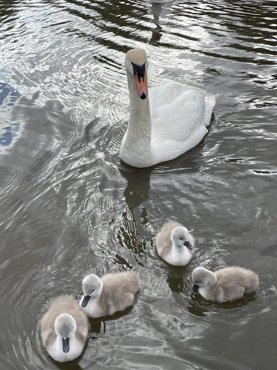 Steve Boag (@steveboag) on Twitter photo Took a detour on the way into work courtesy of <a href="/NewcastleHosps/">Newcastle Hospitals</a> #MoveMore challenge. Glad to welcome these little characters to the world. Took a detour on the way into work courtesy of <a href="/NewcastleHosps/">Newcastle Hospitals</a> #MoveMore challenge. Glad to welcome these little characters to the world.