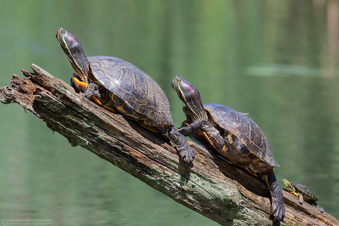 Japanese Pond Turtle !!
Turtles:- From international trade to death during commercial fishing, they are the most affected species. 
Yesterday was #worldturtleday. 
Let's hope for the best for this species #conservation.

@ThePhotoHour
#turtleday #turtles #BBCWildlifePOTD #nature