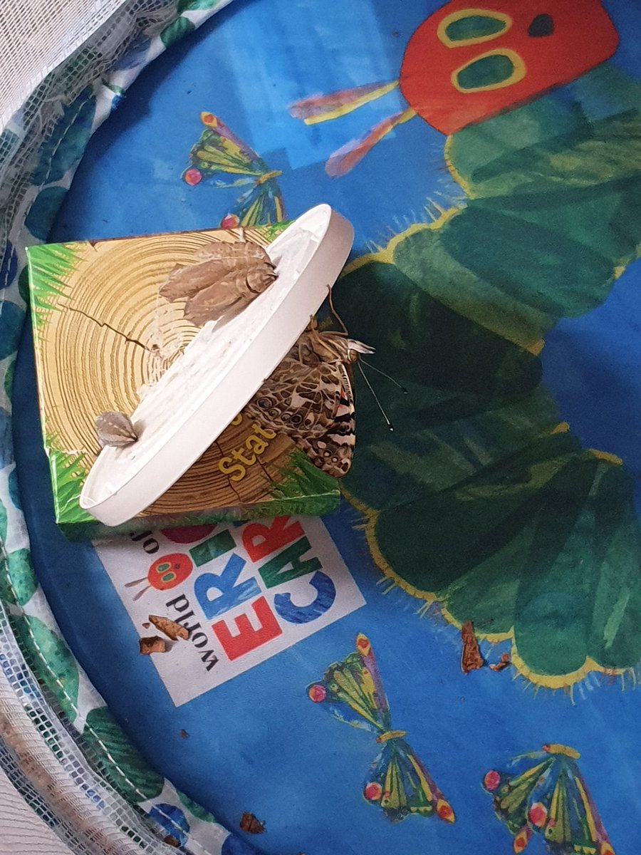RamseierAlison's tweet photo. New life on the farm.  Chick's are hatching and Jacob &amp; Lilys cocoons are emerging as well @mrsaldridgecox @TheShrubberySch https://t.co/TeWGrjXA9x