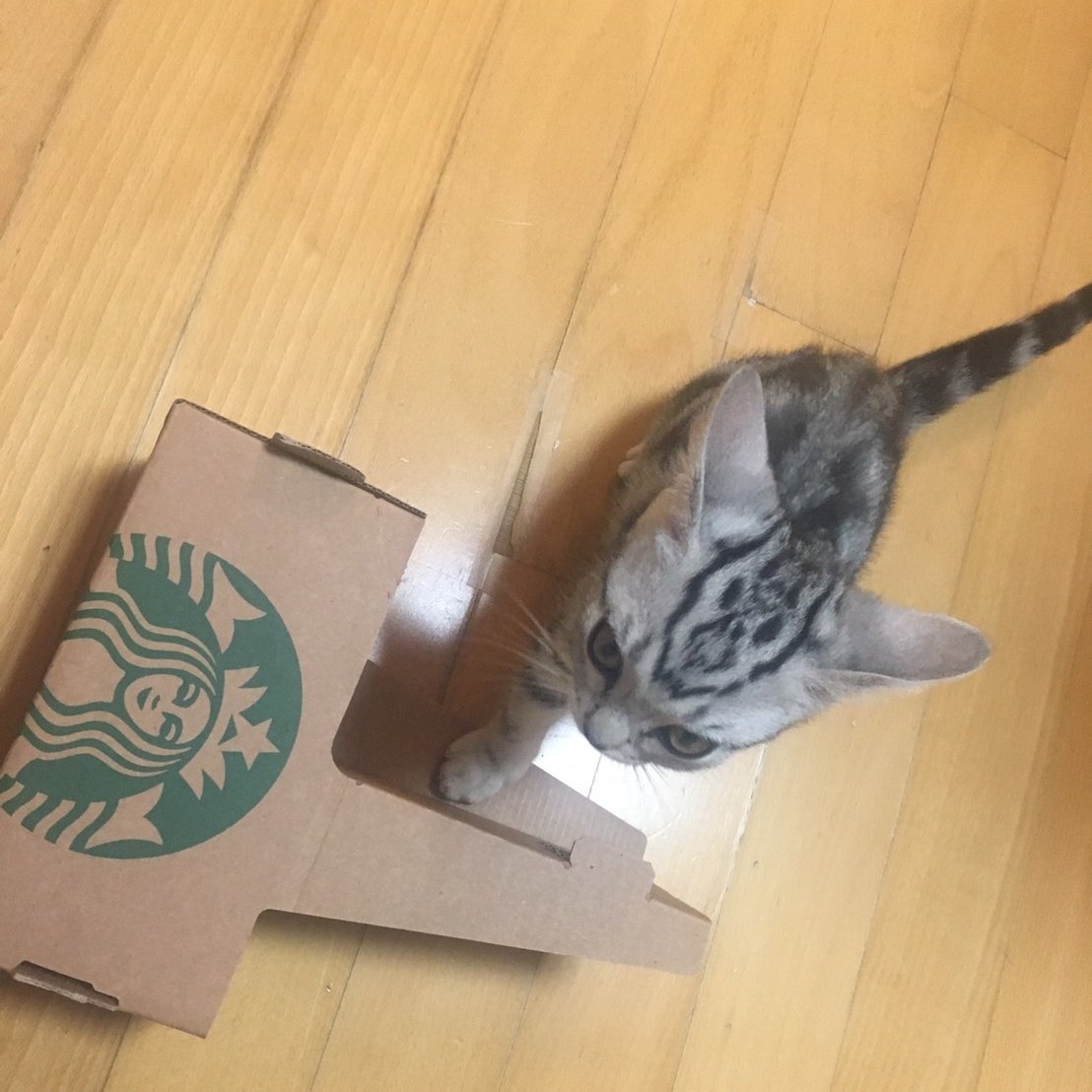 wtfbeetle's tweet image. 어릴 때 커피 캐리어 들어가서 놀았는데 좀 자라서 못 들어가니까 빡치는지 항의함