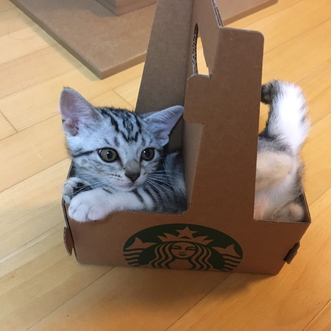 wtfbeetle's tweet image. 어릴 때 커피 캐리어 들어가서 놀았는데 좀 자라서 못 들어가니까 빡치는지 항의함