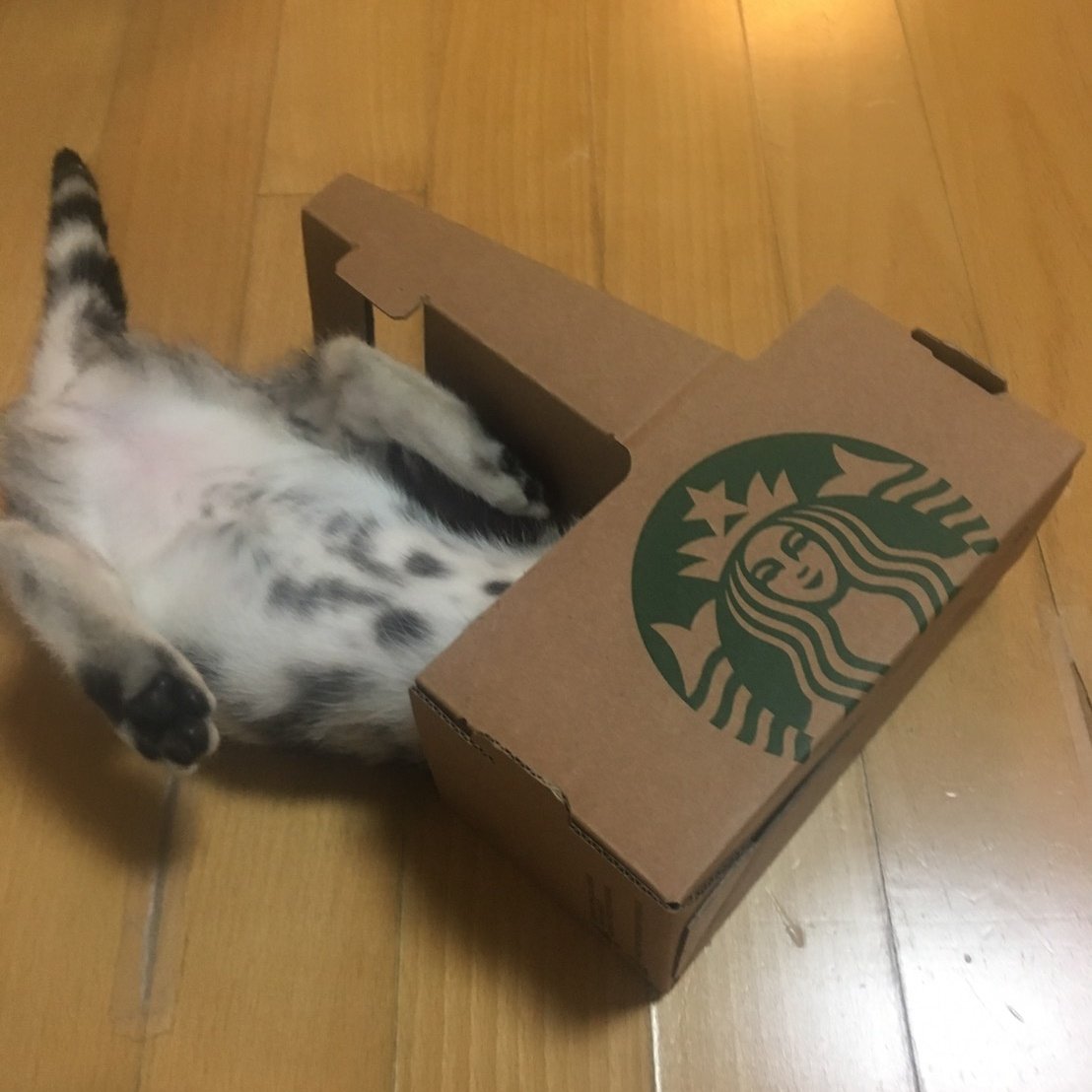 wtfbeetle's tweet image. 어릴 때 커피 캐리어 들어가서 놀았는데 좀 자라서 못 들어가니까 빡치는지 항의함