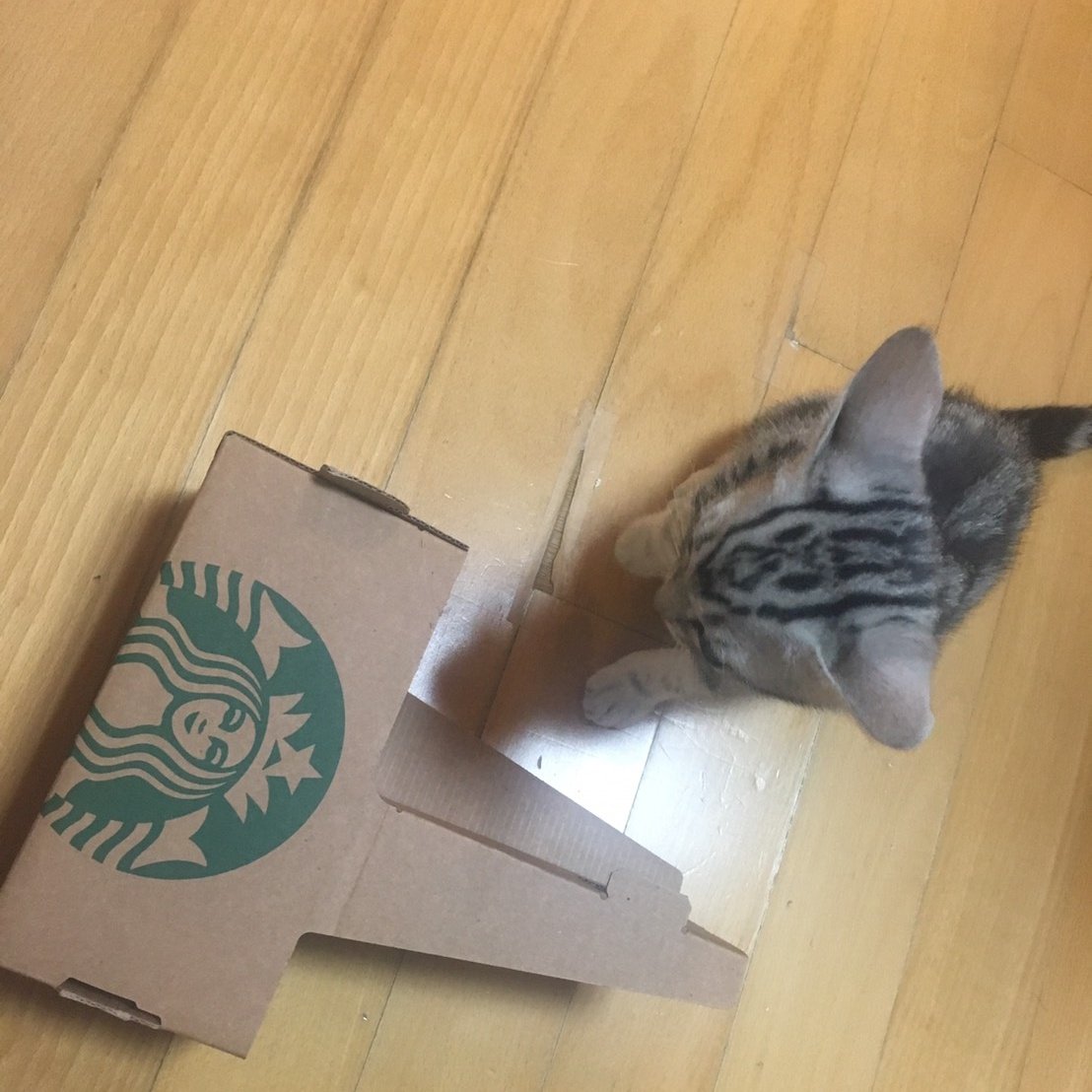 wtfbeetle's tweet image. 어릴 때 커피 캐리어 들어가서 놀았는데 좀 자라서 못 들어가니까 빡치는지 항의함