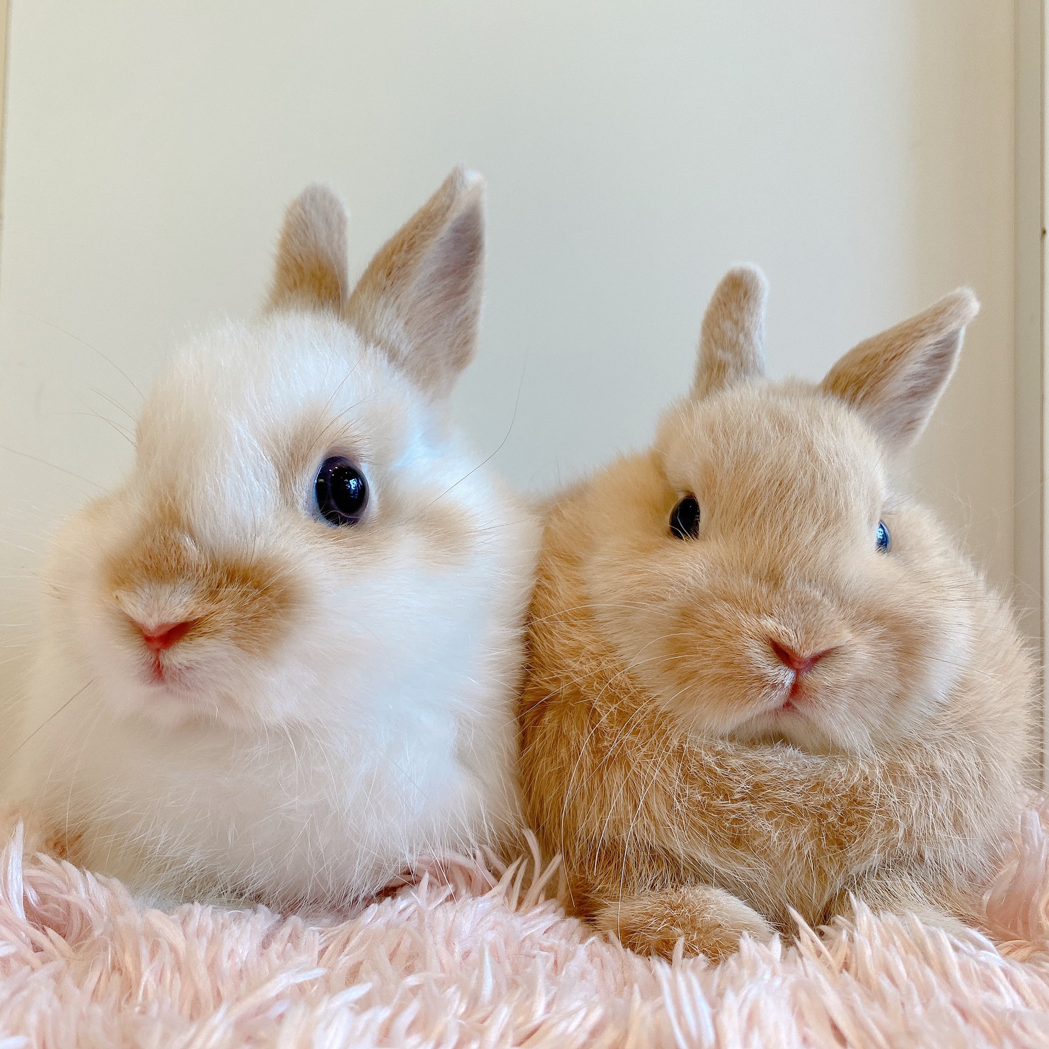 うさぎのしっぽ横浜店 ネザーの姉妹がデビューしました フォーンちゃんのお耳が気になる様子 Rabbit うさぎのしっぽ ネザーランドドワーフ 子うさぎ フォーン ふわもこ部 うさぎ好きさんと繋がりたい T Co 8v73mlyymx Twitter