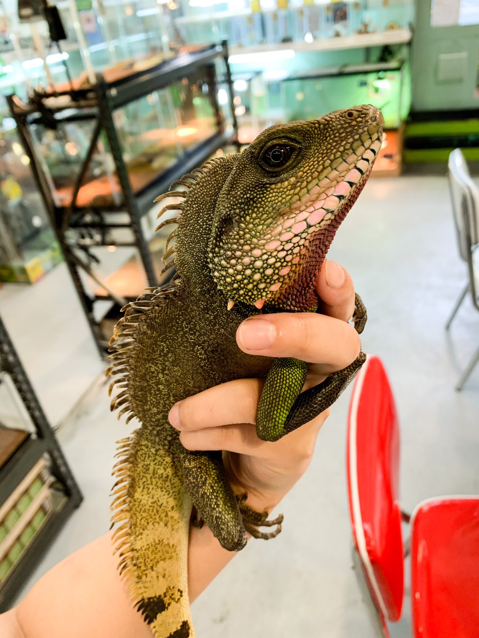 爬虫類ショップrock Star 松原店 インドシナウォータードラゴン 全然噛まないしフードめっちゃ食べるしいい子めちゃくちゃかっこいい アダルトペア ヤング販売中 T Co Xzmw6c63wb Twitter