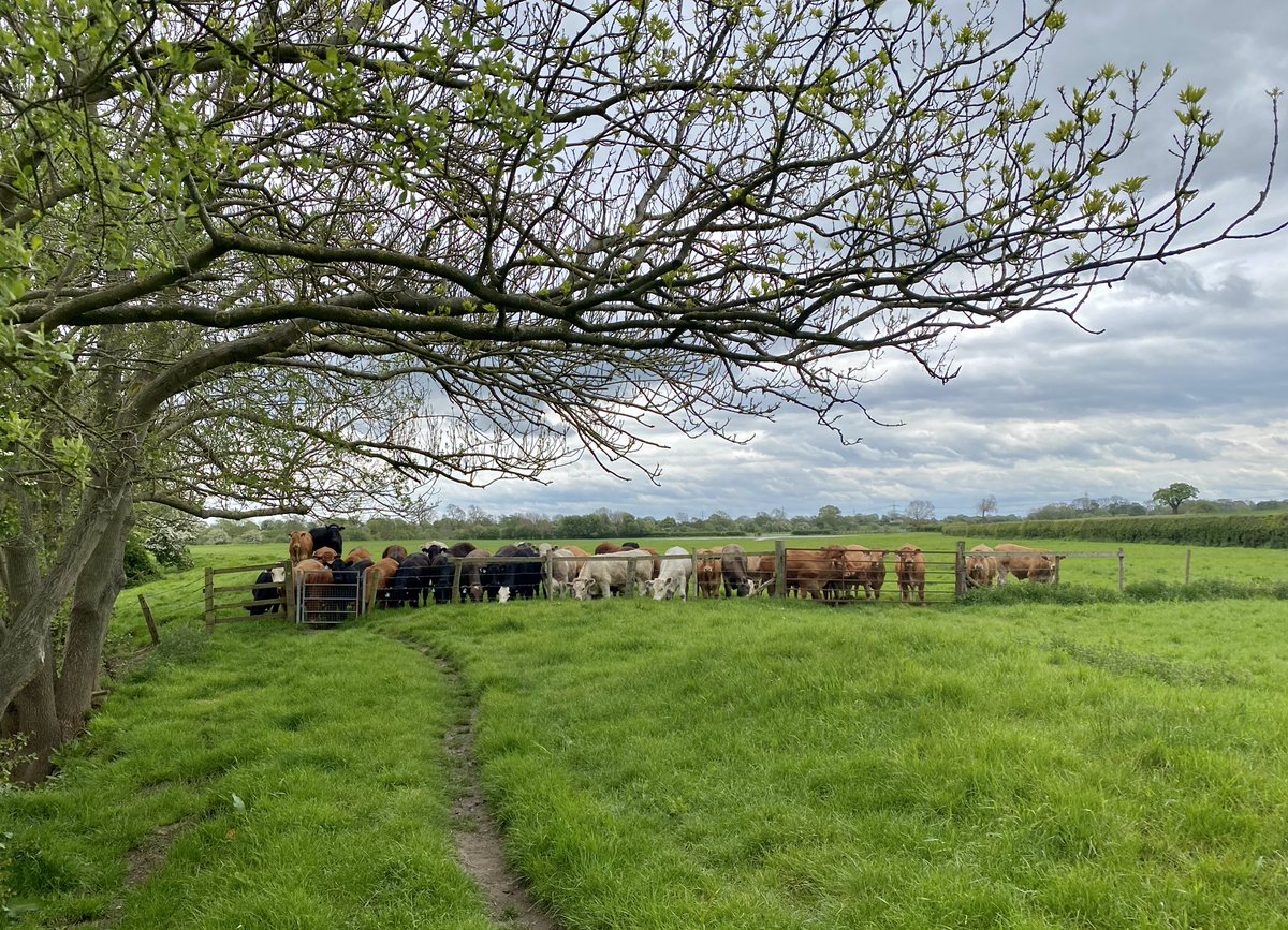 feel_paul's tweet photo. #itsgrimupnorth #exercise #stroll #photo #distraction #rural #lifestyle #river #Derwent @RamblersGB #livestock #countryside #makeithappen #keepitcountry #farawayfromthemaddingcrowd with #borderterrier #godsowncounty #highcatton @sbib_bloom @East_Riding @Welcome2Yorks #Yorkshire https://t.co/ryHbamNm19