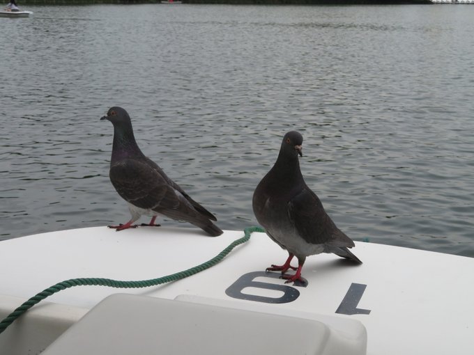 カルガモの親子のtwitterイラスト検索結果