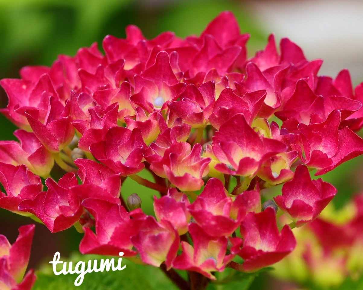 真っ赤な紫陽花 Twitter Search Twitter