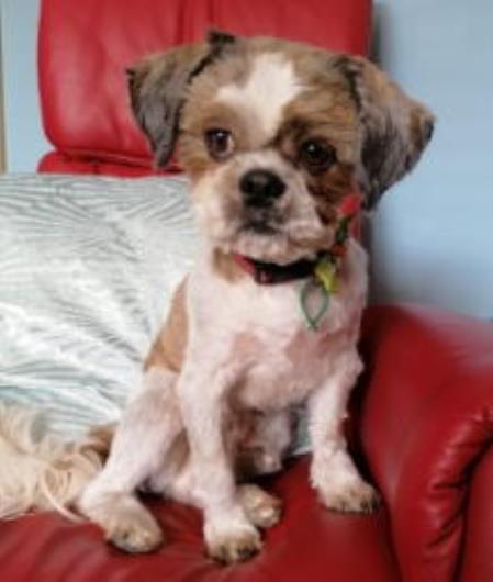 Please retweet to helpToby find a home #Yorkshire ( East) Lhasa Apso aged 7, looking for an experienced home with a garden as only pet as he is worried by other dogs. He can live with children aged 14+, see details 🎾⭐️✅👇 jerrygreendogs.org.uk #dogs #Monday #Pets