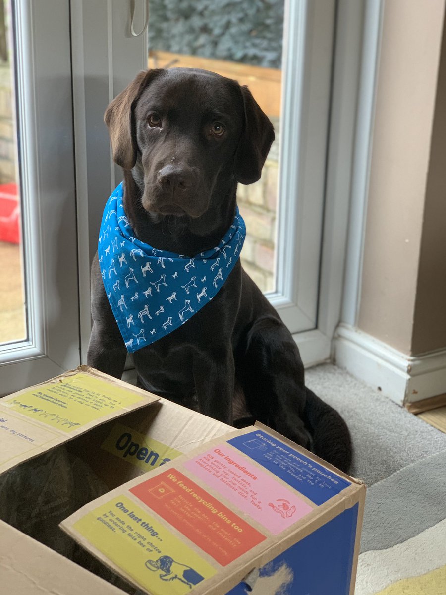 Vinnie thought he would dress up for lunch today #Butternutter <a href="/ButternutBox/">Butternut Box</a> #TeamBlue