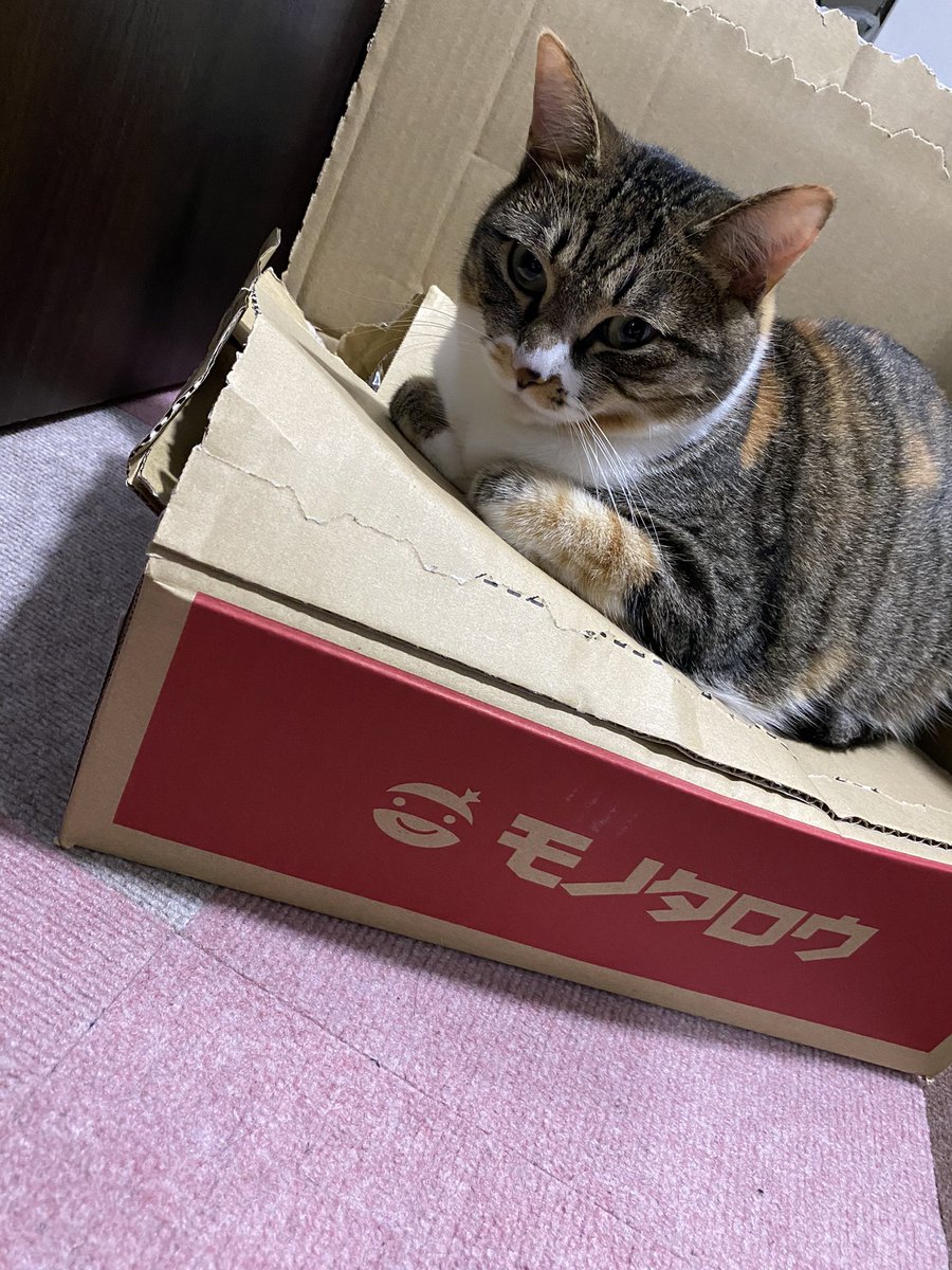 うちの姫ちゃんと天ちゃん 天ちゃん Cm待ち 家猫 猫好きさんと繋がりたい 保護猫 にゃんだふるライフ ねこのいる生活 ねこのきもち ねこのいる暮らし Meow Catoftheday Ilovemycat Catlover Pleasefollowme Pleaseretweet Pleaselike うちの姫ちゃんと天ちゃん 天ちゃん Cm待ち 家猫 猫好きさんと繋がりたい 保護猫 にゃんだふるライフ ねこのいる生活 ねこのきもち ねこのいる暮らし Meow Catoftheday Ilovemycat Catlover Pleasefollowme Pleaseretweet Pleaselike