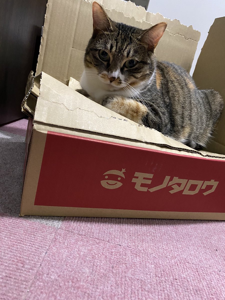 うちの姫ちゃんと天ちゃん 天ちゃん Cm待ち 家猫 猫好きさんと繋がりたい 保護猫 にゃんだふるライフ ねこのいる生活 ねこのきもち ねこのいる暮らし Meow Catoftheday Ilovemycat Catlover Pleasefollowme Pleaseretweet Pleaselike うちの姫ちゃんと天ちゃん 天ちゃん Cm待ち 家猫 猫好きさんと繋がりたい 保護猫 にゃんだふるライフ ねこのいる生活 ねこのきもち ねこのいる暮らし Meow Catoftheday Ilovemycat Catlover Pleasefollowme Pleaseretweet Pleaselike