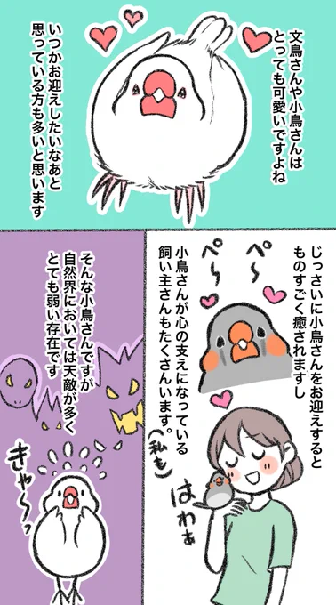 マンガ「小鳥さんをお迎えする前に」 