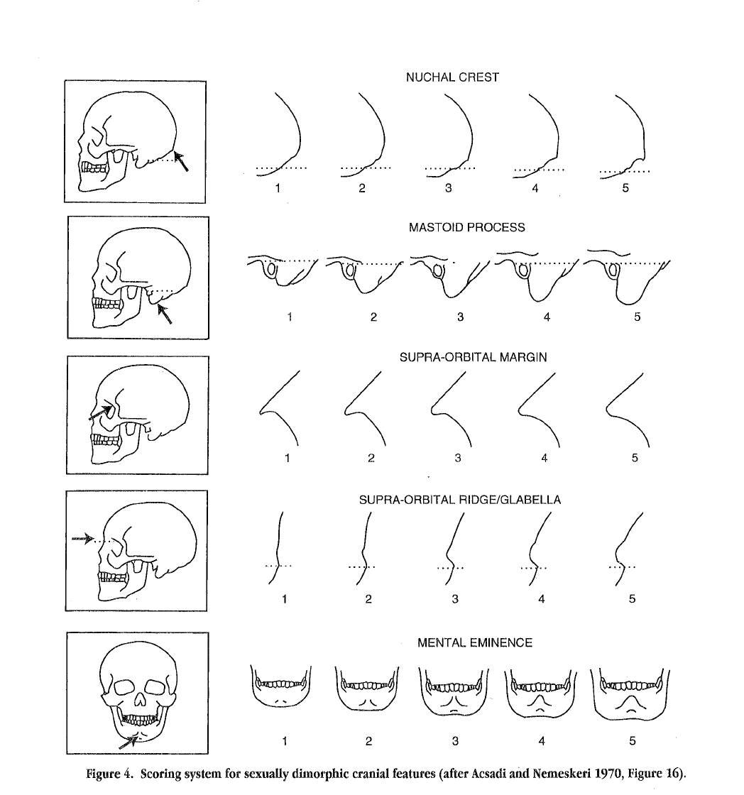 bonesforensic's tweet image. 