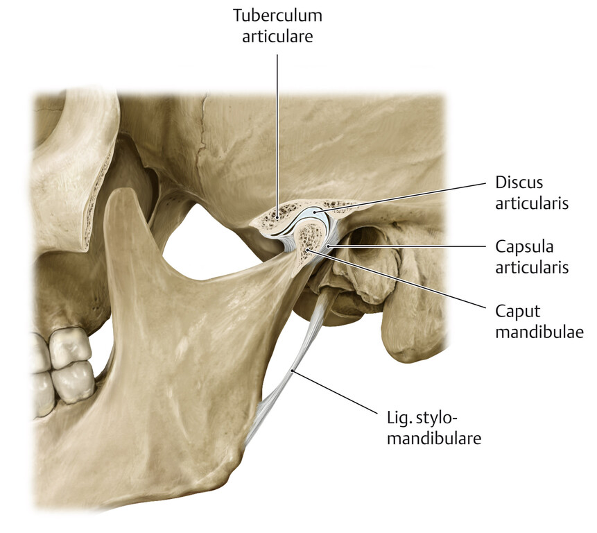 bonesforensic's tweet image. 