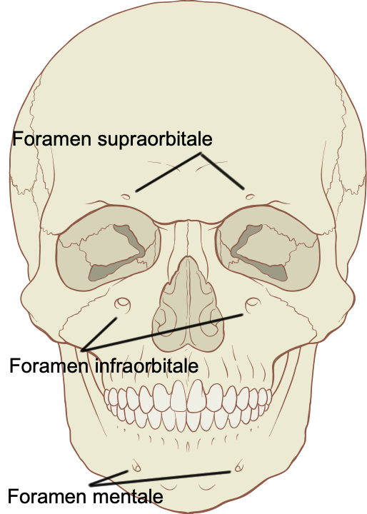 bonesforensic's tweet image. 