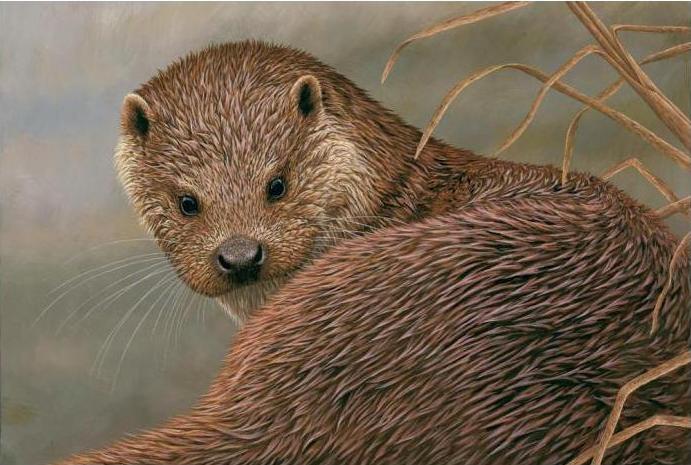 Robert E Fuller Happy World Otter Day Here Are Some Otter Paintings To Celebrate More T Co Q8hkhkslqk Wildlifeart Robertefuller Worldotterday T Co Rdykoocj66 Twitter Robert E Fuller Happy World Otter Day Here Are Some Otter Paintings To Celebrate More T Co Q8hkhkslqk Wildlifeart Robertefuller Worldotterday T Co Rdykoocj66 Twitter