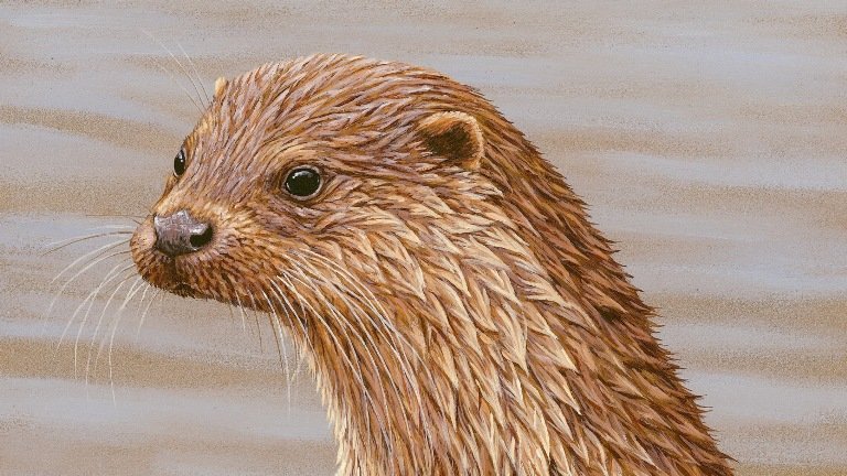 Robert E Fuller Happy World Otter Day Here Are Some Otter Paintings To Celebrate More T Co Q8hkhkslqk Wildlifeart Robertefuller Worldotterday T Co Rdykoocj66 Twitter Robert E Fuller Happy World Otter Day Here Are Some Otter Paintings To Celebrate More T Co Q8hkhkslqk Wildlifeart Robertefuller Worldotterday T Co Rdykoocj66 Twitter