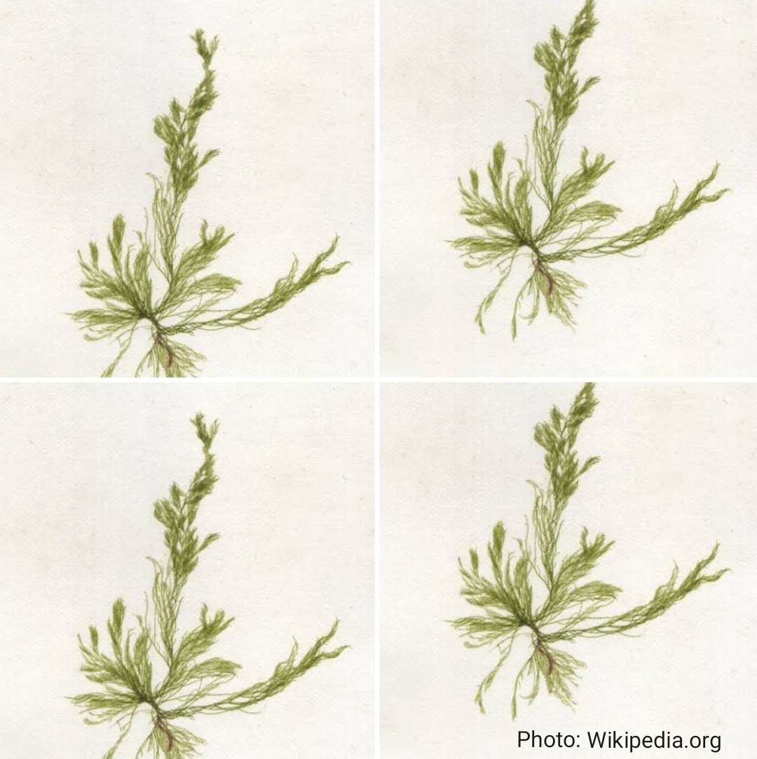 Turk. J. of Fish. & Aquat. Sci. tweet media