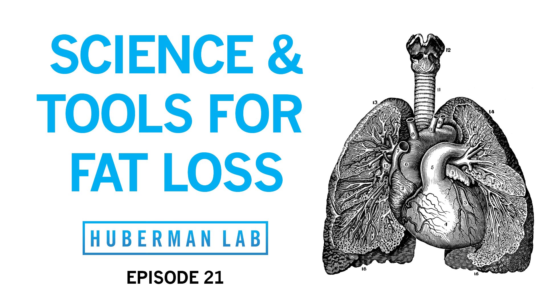 Andrew D Huberman Ph D New Episode Of Huberman Lab Podcast Out The Neuro Science Of Fat Loss I Cover Proper Use Of Cold Amazing Studies On Epinephrine Amp Fidgeting Induced Significant