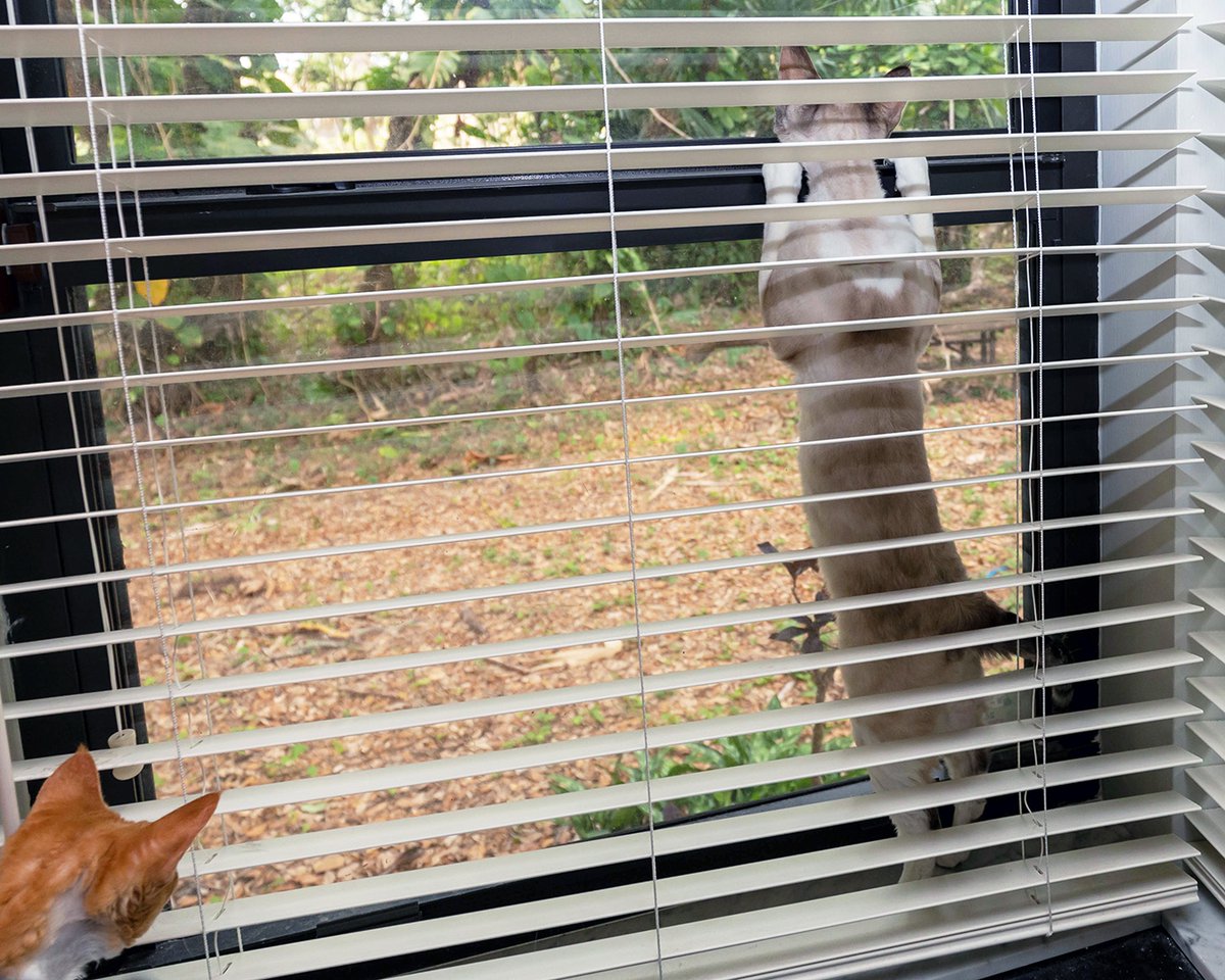 therockstarcat's tweet photo. don't worry mombe, i'll keep an eye out for intruders while you work on stuff in the office! 

#cats #CatsofTwitter #stickybeak https://t.co/si3lchTWQi
