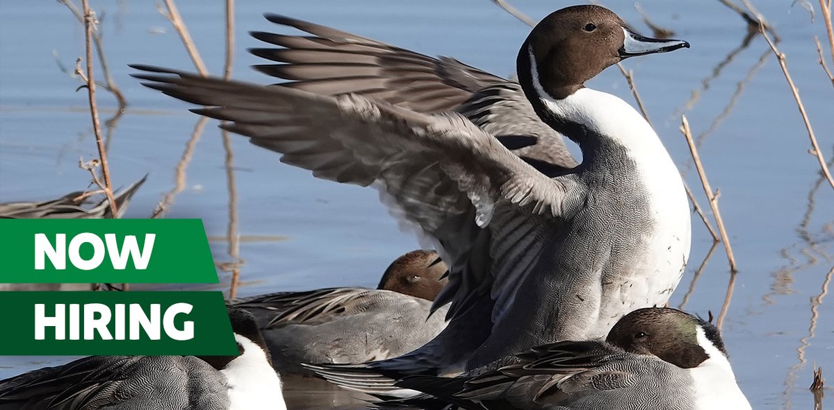 We're hiring a National Policy Analyst to join our team in Ottawa. Learn how you can make a difference working on programs, policy and legislative opportunities that impact our conservation mission.  
Deadline: June 4
Learn more: bit.ducks.ca/3fHhRbV
#policyanalyst #ottawa