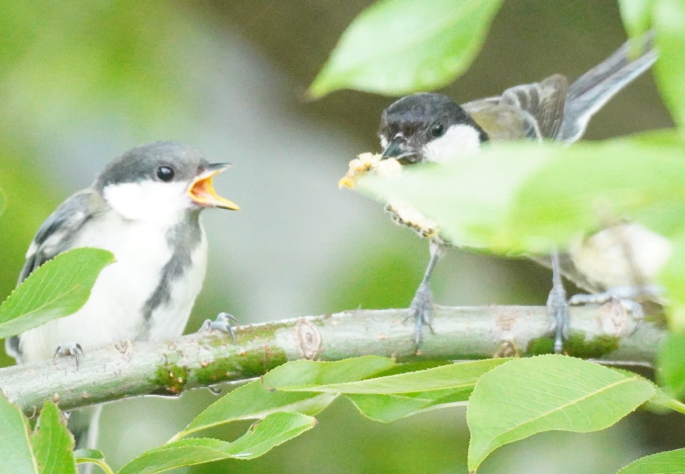 stwest_betamax tweet media