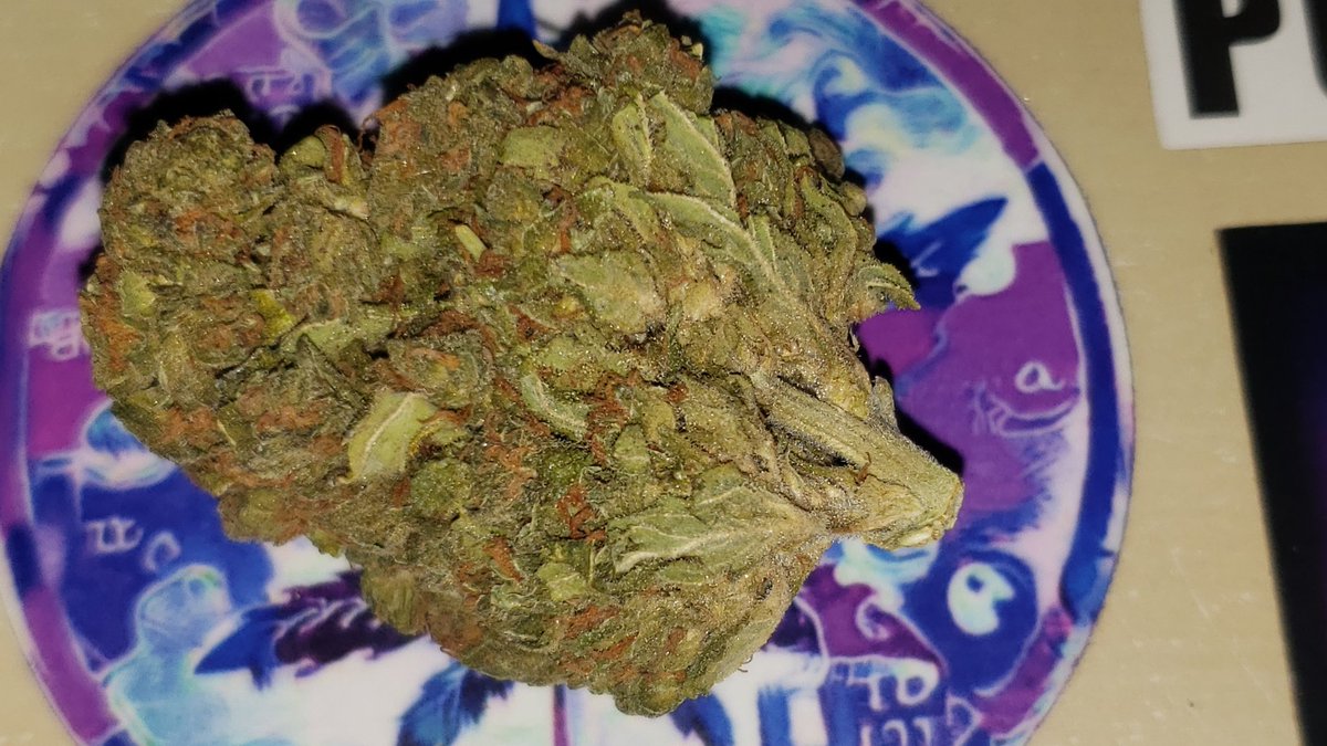 GoddessofDom's tweet image. Birthday giveaway 🎉2 prizes of 10 Banana OG seeds🌱Winners announced 27th. Just like this post to enter🤗💫💚