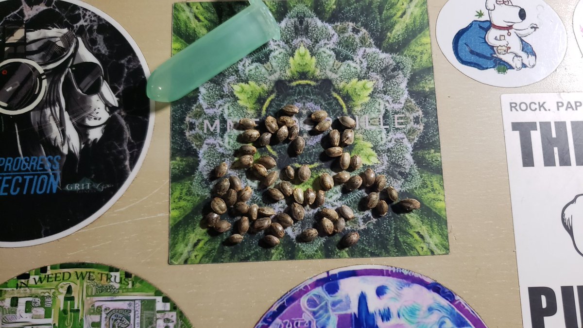 GoddessofDom's tweet image. Birthday giveaway 🎉2 prizes of 10 Banana OG seeds🌱Winners announced 27th. Just like this post to enter🤗💫💚