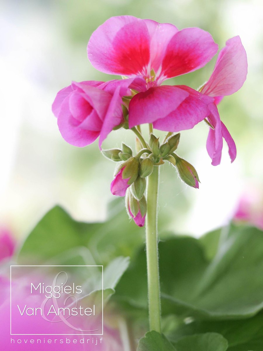 ElleMiggiels's tweet photo. Beetje kleur op deze druilerige dag😊🌿🌸🌸🍀
Pelargonium zonale 'Smokey Eye Pink' / staande geranium met (bijna fluoriserend) roze bloemen

https://t.co/2DEj88o5qF https://t.co/ntx2kpGhli