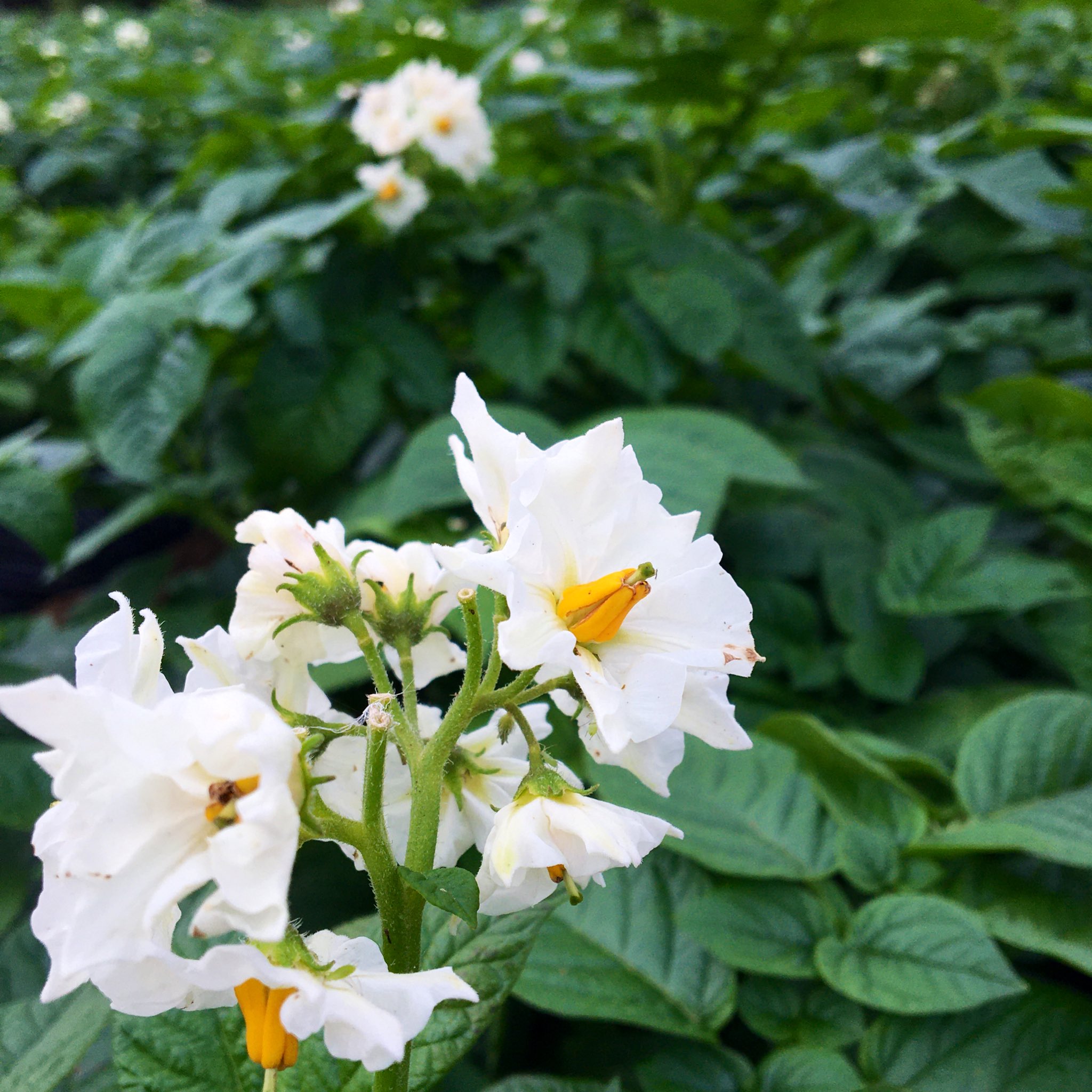 なめがたブランド戦略会議 行方市 ジャガイモの花が満開 種類によって 花の色が違うなめりー 白は可憐な感じ 紫はクールな感じ どちらも美味しいジャガイモに 育ってなめりー 行方市 なめがた ジャガイモ ジャガイモの花 T Co Hecynen9vn