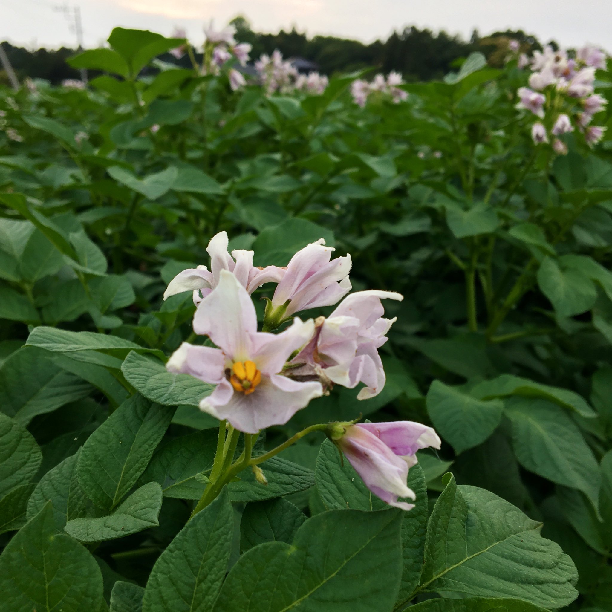 なめがたブランド戦略会議 行方市 ジャガイモの花が満開 種類によって 花の色が違うなめりー 白は可憐な感じ 紫はクールな感じ どちらも美味しいジャガイモに 育ってなめりー 行方市 なめがた ジャガイモ ジャガイモの花 T Co Hecynen9vn