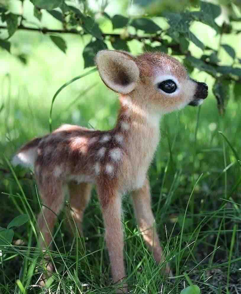 Cute Fawn…🦌🐾
🍃🎈