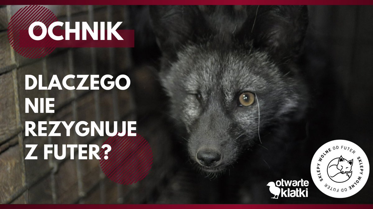 otwarteklatki's tweet photo. ❗️Podaj dalej i daj znać marce Ochnik, że sprzeciwiasz się ich praktykom❗️
We współczesnej modzie nie ma miejsca na naturalne futra, cierpienie i ból zwierząt. Pora powiedzieć STOP! 🛑 Ochnik, najwyższa pora zrezygnować z futer! https://t.co/5TEnTsGJyW