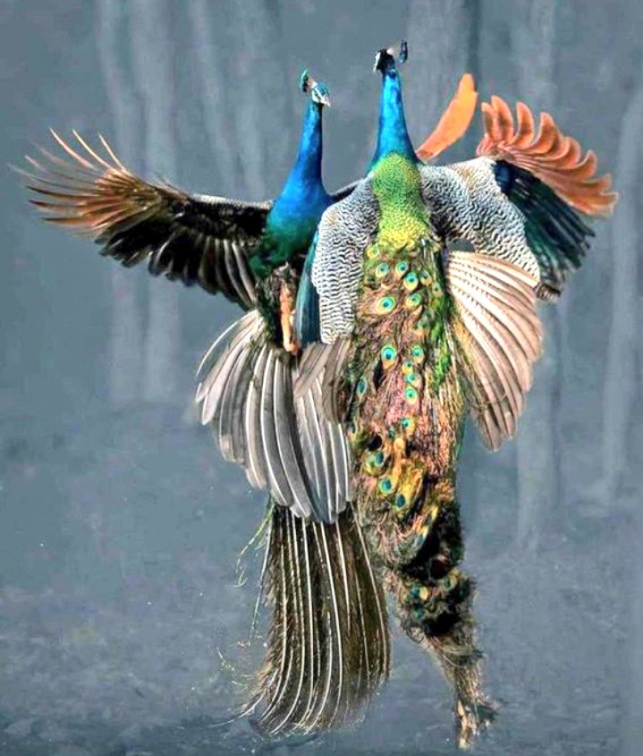 adunoyebasheer's tweet photo. Spark's ✨ golden in the garden so colorful, sky blue Green, red &amp;Orange display
So Vigilant, making streaky sound to alert u of danger😱
Supper bright 🔆, all eye wanna see👀
Every soul wanna know d mystery
The power come frm above d beauty's not frm abroad

PEACOCK is different https://t.co/xavi70j2pe