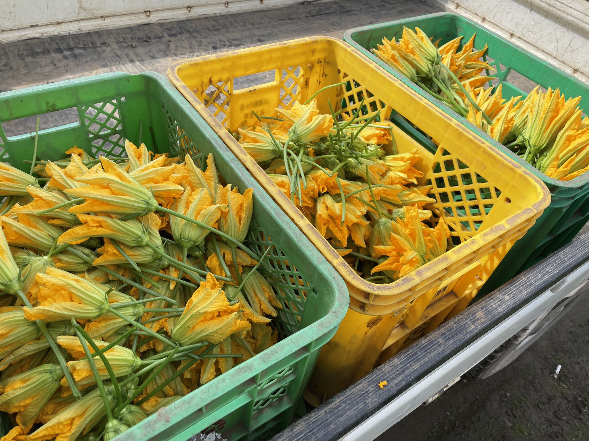 Gom S Farm 完全にハウスのズッキ雄花が咲かないです ᵒ D ᵒ 毎朝露地の雄花を摘んでハウスのズッキに交配してます 毎年この時期雌花は咲くのに雄花は咲かないんだよな 葉などに隠れて取り忘れでこんなに1日で大きくなります でも