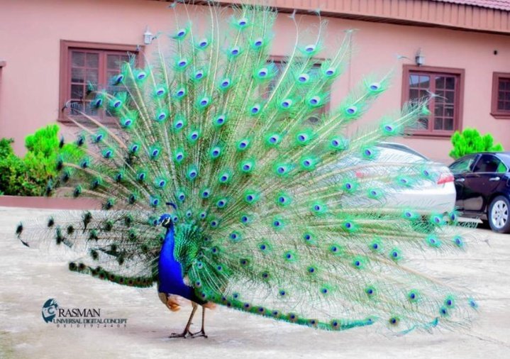 adunoyebasheer's tweet photo. Spark's ✨ golden in the garden so colorful, sky blue Green, red &amp;Orange display
So Vigilant, making streaky sound to alert u of danger😱
Supper bright 🔆, all eye wanna see👀
Every soul wanna know d mystery
The power come frm above d beauty's not frm abroad

PEACOCK is different https://t.co/xavi70j2pe